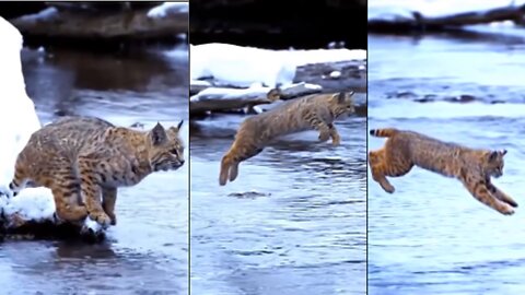 Amazing! The most impressive jump made by a wild cat! Must see! Viral animals video clip