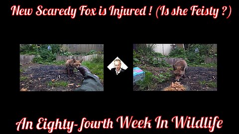 An Eighty-fourth Week In Wildlife - New Scaredy Fox is Injured! (Is she Feisty?)