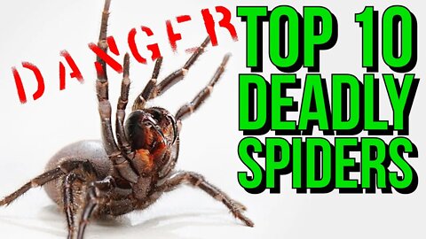 Top 10 MOST Venomous Spiders in the WORLD!