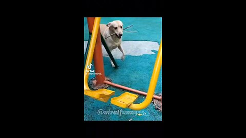 Dog having fun in a swing