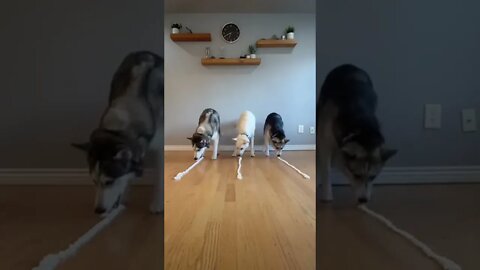 Whipped cream races for dogs who doggo winner