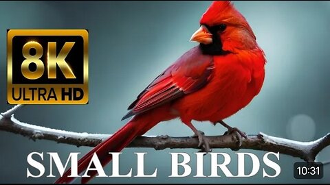 Most Beautiful Small Birds 8K Ultra HD
