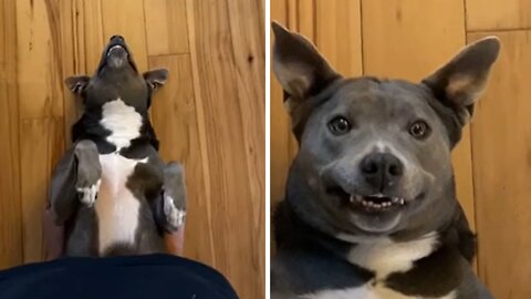 Funny pup adorably smiles for the camera