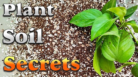 Pothos soil mix | The secret of money plant soil mix