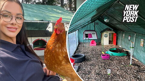 I run a five-star chicken hotel with a swing, disco ball and more