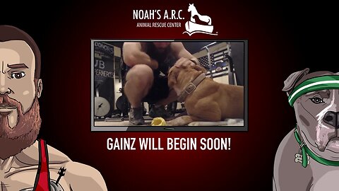 Gym Session w/Hank-a-Tank [Week 14] - Boulder Shoulders // Animal Rescue Stream :)
