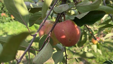 Apple Picking NY 2022