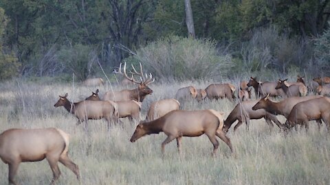 Giant Bull Elk Bugling in Montana