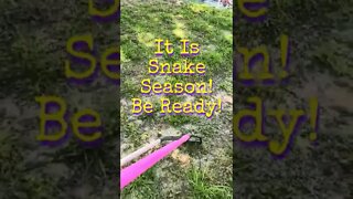 Hunting A Snake Snack