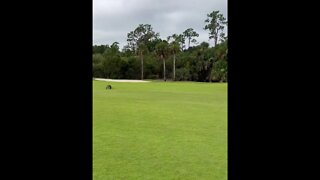 Golfer vs. gator: Florida man unfazed by stalking alligator
