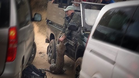 Caught On Camera: Leopard Attacks Safari Guide