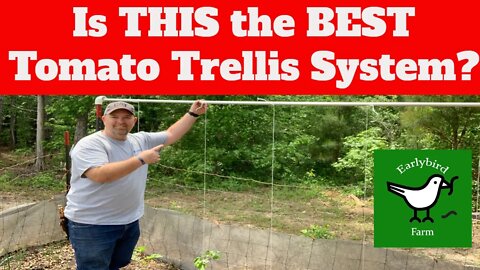 Is This The BEST Tomato Trellis System?