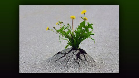 Even Concrete Can Broken By A Seed