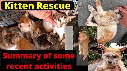 Kitten rescues - SOME of the last weeks activity