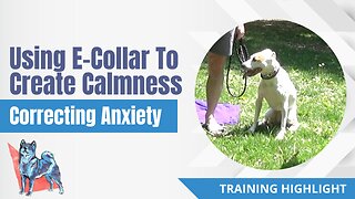 Correcting Anxiety To Create Calmness | Dog Training Highlight