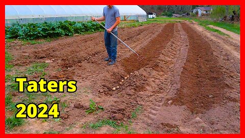 Planting Taters - 2024