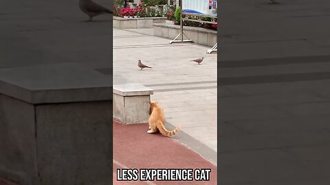Less Experience Cat