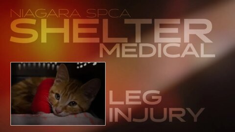 Kitten with severe leg injury | Shelter Medical