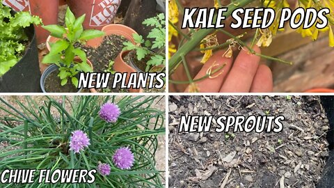 May 13 Bucket Garden Updates | BAD NEWS, Kale Seed Pods, New Plants, New Sprouts, & MORE!
