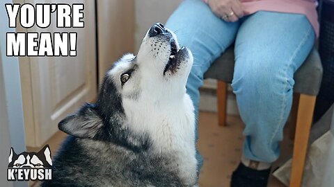 Husky Attacks My Mother While Disputed With Her!