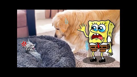 Spongebob and Big Dog Afraid of Cat 🐶🐱 Funniest Cats And Dogs Videos - Woa Doodles Woa Doodles