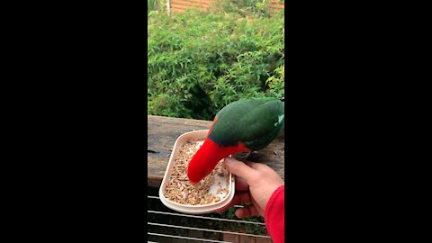 King parrots 🦜