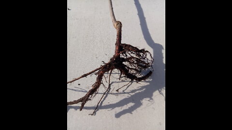 Homesteading #9: Root pruning bare root fruit trees