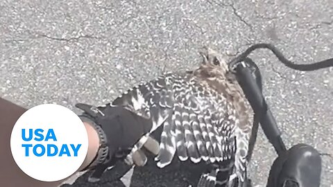 Close one: Hawk dodges death by snake thanks to police | USA TODAY