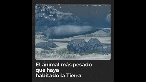 Hallan restos de un animal que destrona a la ballena azul como el más pesado de la historia