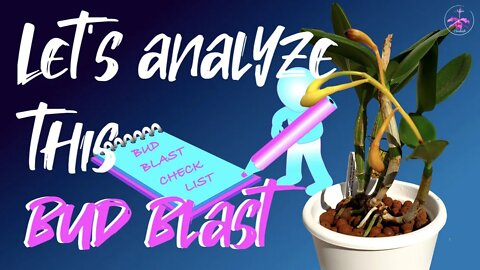 Bud Blast Cattlianthe White Bridal | Analyzing the WHY? Screenshot this list! #OrchidsBudBlast