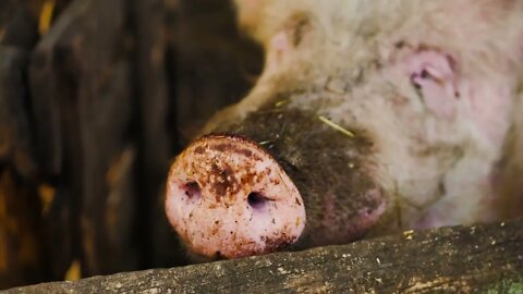 Snout of a pig, macro, close up, shallow depth of field. Pig in a pen. lose-up of pig nose through