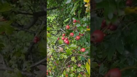 Autumn harvest, hawthorn fruits