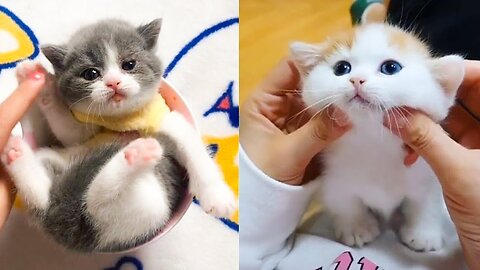 Baby Cats - Cute and Funny Cat Videos Compilation #23 | Aww Animals