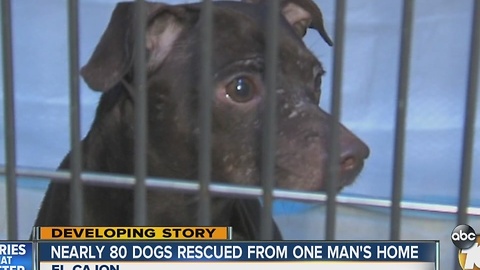 Nearly 80 dogs rescued from man's East County home