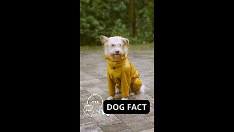 Smile with Funny Dogs: A Dose of Happiness!-Dog fact