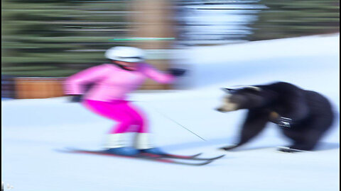 Lake Tahoe: Bear Assaults Female Skiier, They Become BFF's ;)