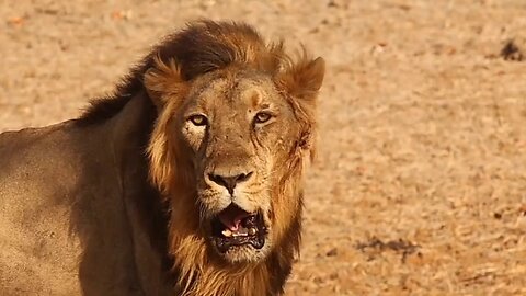 #Nocopyright #Lion #jungle #lions - no copyright video background free,