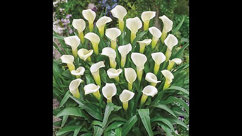 THE AMAZINGLY BEAUTIFUL CALLA LILY FLOWER.🕎2 Esdras 5;23-29 And among all the multitudes of people thou hast gotten thee one people: And of all lands of the whole world thou hast chosen thee one pit: and of all the flowers thereof one lily: