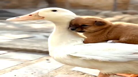 Duck and dog Best friends....