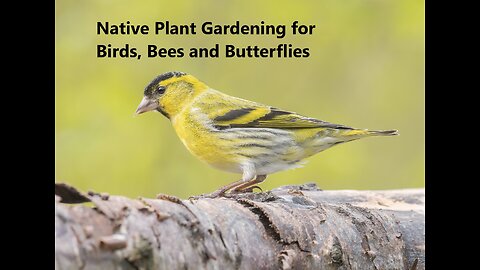 Native Plant Gardening for Birds, Bees and Butterflies