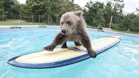 Cute Baby Bear Rides Surfboard In Pool