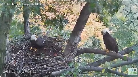 Hays Eagles V Move the Rail Stick to Middle of the Nest 2023 10 15 741am