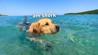 My Dog Turns Into a Dangerous Shark