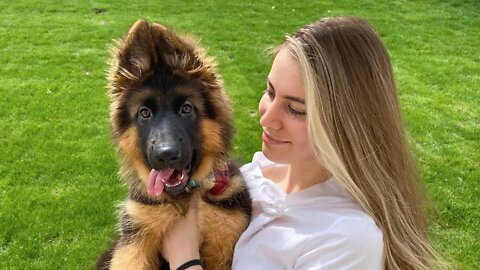 My New German Shepherd Puppy: The First Month at Home