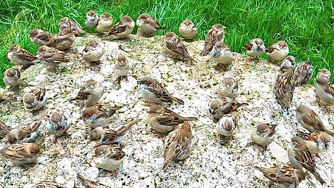 Sparrows are Waiting for Me on the Feeding Rock