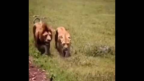 Lion Vs Buffalos
