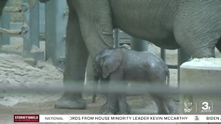 Meet the newest member of the pach(yderm), the Omaha zoo's newest baby elephant