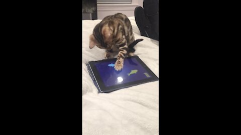 Kitten Goes Crazy For Fishing Game On Tablet