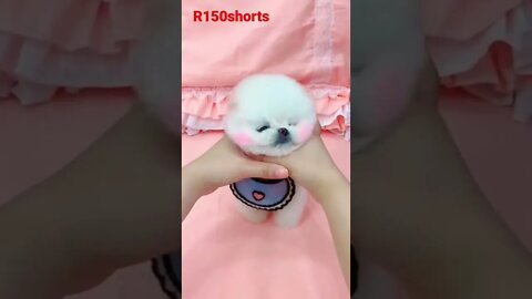 So Cute Little puppy - pappy Funny Video |#r150shorts |#youtubeshorts |#ytshorts 😁😊😊😊😊😊😆