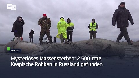 Mysteriöses Massensterben: 2.500 tote Kaspische Robben in Russland gefunden